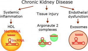 Circulating noncoding RNA as posttranscriptional determinant of cardiovascular complications in CKD